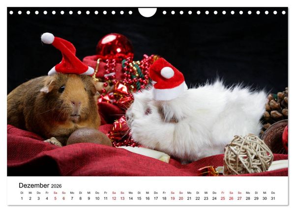 Produktbild: Unsere Meerschweinchen (Wandkalender 2026 DIN A4 quer), CALVENDO Monatskalender
