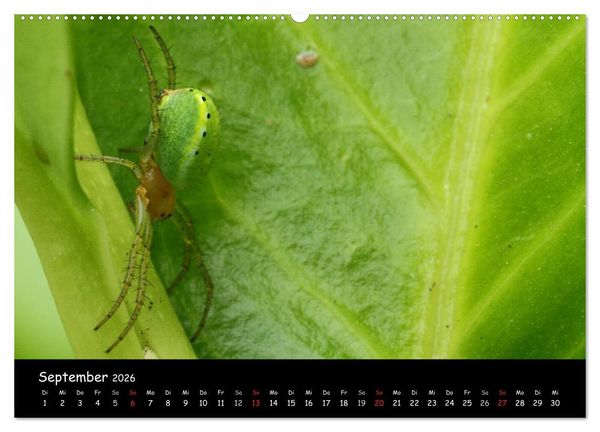Produktbild: Heimische Spinnen (hochwertiger Premium Wandkalender 2026 DIN A2 quer), Kunstdruck in Hochglanz