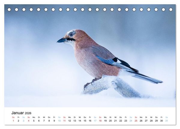 Produktbild: Tierwelt Skandinaviens (Tischkalender 2026 DIN A5 quer), CALVENDO Monatskalender