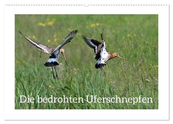 Produktbild: Die bedrohten Uferschnepfen (Wandkalender 2026 DIN A2 quer), CALVENDO Monatskalender