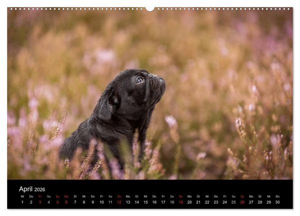 Produktbild: Berliner M&ouml;pse (Wandkalender 2026 DIN A2 quer), CALVENDO Monatskalender