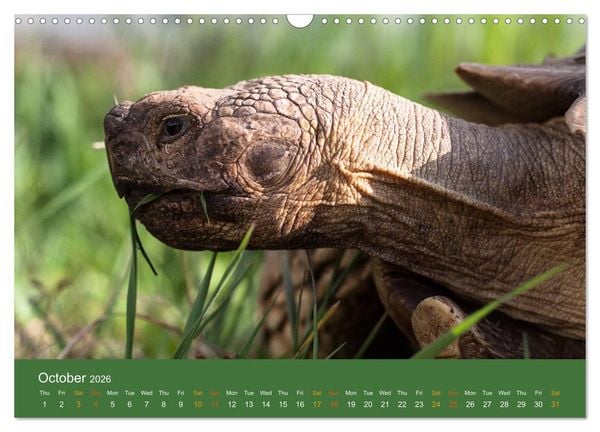 Produktbild: African spurred tortoises (Wall Calendar 2026 DIN A3 landscape), CALVENDO 12 Month Wall Calendar