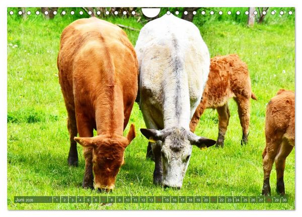 Produktbild: Eifeler Kuhwiesen (Wandkalender 2026 DIN A4 quer), CALVENDO Monatskalender
