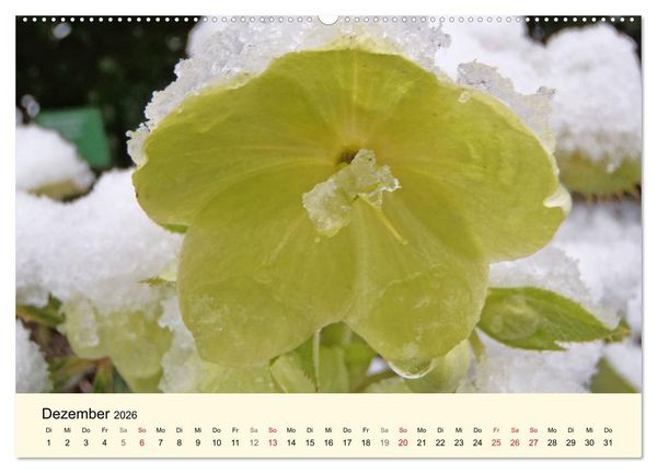 Produktbild: Kraftquelle Gr&uuml;n (hochwertiger Premium Wandkalender 2026 DIN A2 quer), Kunstdruck in Hochglanz