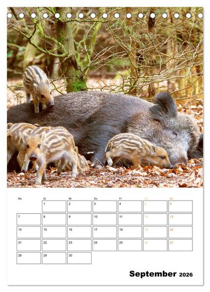 Produktbild: Wilde Tiere: Zuhause in Wald und Flur (Tischkalender 2026 DIN A5 hoch), CALVENDO Monatskalender