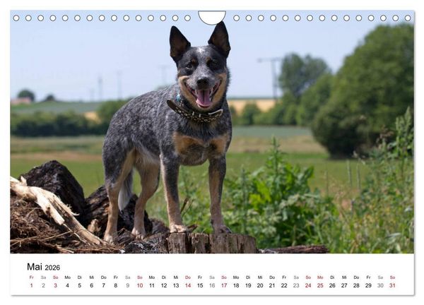 Produktbild: Faszinierende Australian Cattle Dogs (Wandkalender 2026 DIN A4 quer), CALVENDO Monatskalender