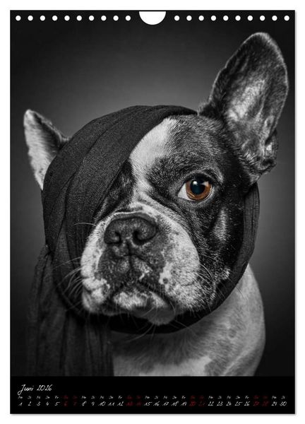 Produktbild: Hunde-Augen-Blicke (Wandkalender 2026 DIN A4 hoch), CALVENDO Monatskalender