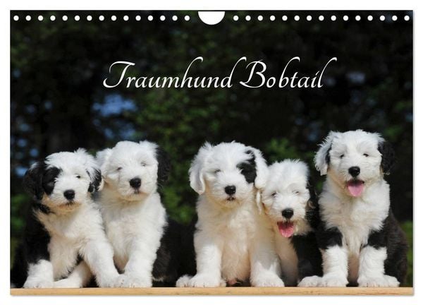 Produktbild: Traumhund Bobtail (Wandkalender 2026 DIN A4 quer), CALVENDO Monatskalender