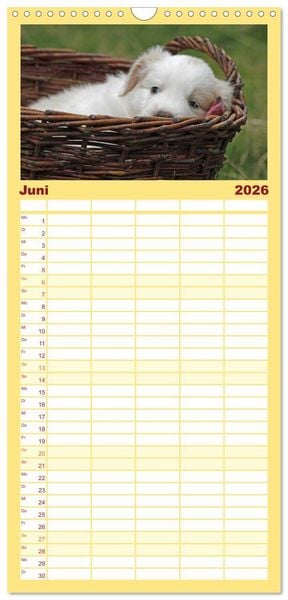 Produktbild: Familienplaner 2026 - Border Collie Welpen mit 5 Spalten (Wandkalender, 21 x 45 cm) CALVENDO