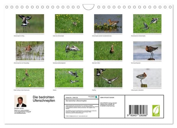 Produktbild: Die bedrohten Uferschnepfen (Wandkalender 2026 DIN A4 quer), CALVENDO Monatskalender
