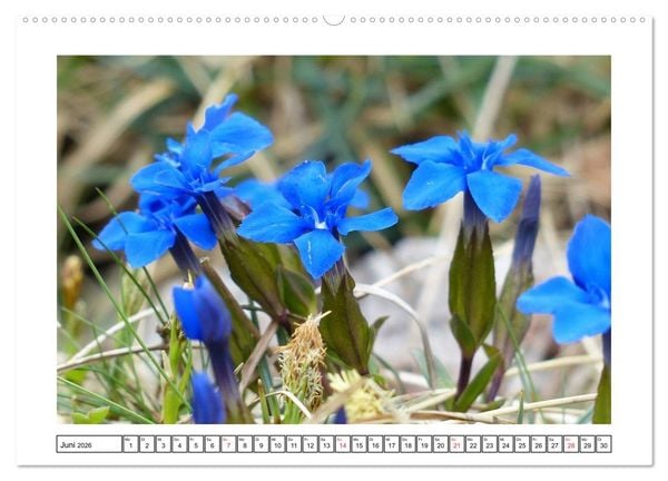 Produktbild: Alpenblumen. Bunte Welt in luftiger H&ouml;he (Wandkalender 2026 DIN A2 quer), CALVENDO Monatskalender