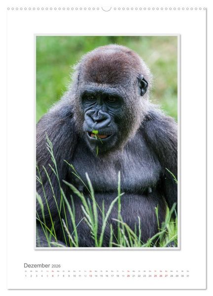 Produktbild: Emotionale Momente: Aus dem Leben der Familie Gorilla. (hochwertiger Premium Wandkalender 2026 DIN A2 hoch), Kunstdruck in Hochglanz
