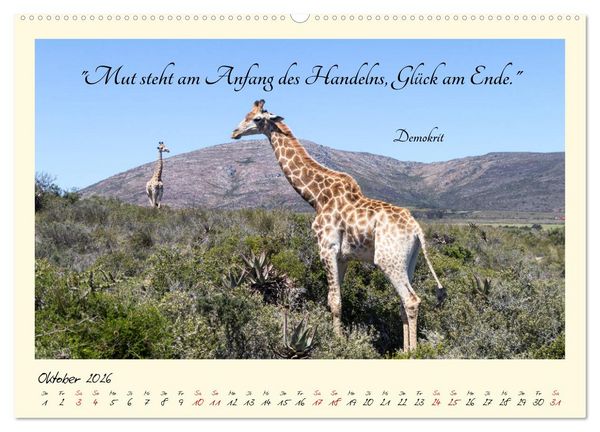 Produktbild: Gl&uuml;cksmomente Gl&uuml;cks-Zitate zu Fotos der gro&szlig;artigen s&uuml;dafrikanischen Tierwelt (hochwertiger Premium Wandkalender 2026 DIN A2 quer), Kunstdruck in Hochglanz