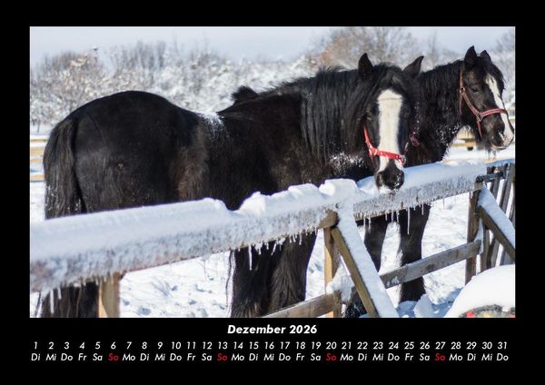 Produktbild: Pferdegefl&uuml;ster 2026 Fotokalender DIN A3
