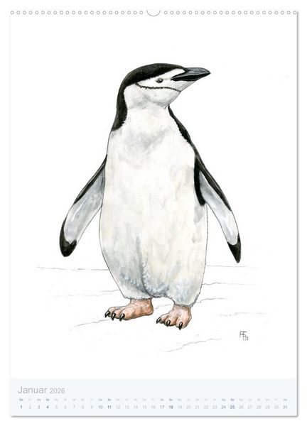 Produktbild: Pinguine - 13 Illustrationen (hochwertiger Premium Wandkalender 2026 DIN A2 hoch), Kunstdruck in Hochglanz