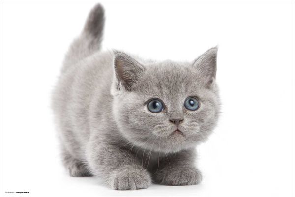 Produktbild: Cover-your-desk Schreibtischunterlage f&uuml;r Kinder und Erwachsene S&uuml;&szlig;e graue Katze, aus hochwertigem Vinyl , 60 x 40 cm