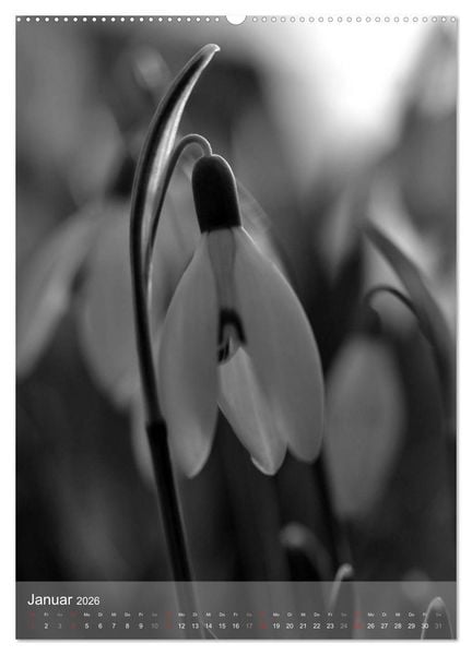 Produktbild: Monochrome Bl&uuml;ten - In Schwarz-Wei&szlig; Bildern durch das Jahr (Wandkalender 2026 DIN A2 hoch), CALVENDO Monatskalender