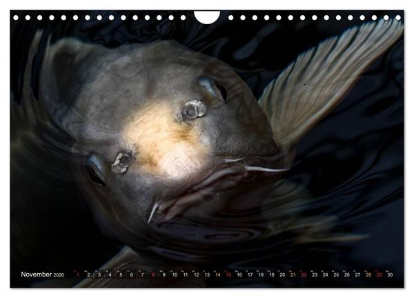 Produktbild: Nishikigoi &ndash; Koikarpfen in ihrer Welt (Wandkalender 2026 DIN A4 quer), CALVENDO Monatskalender
