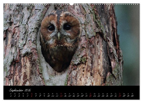 Produktbild: Heimische Eulen und Greife (hochwertiger Premium Wandkalender 2026 DIN A2 quer), Kunstdruck in Hochglanz