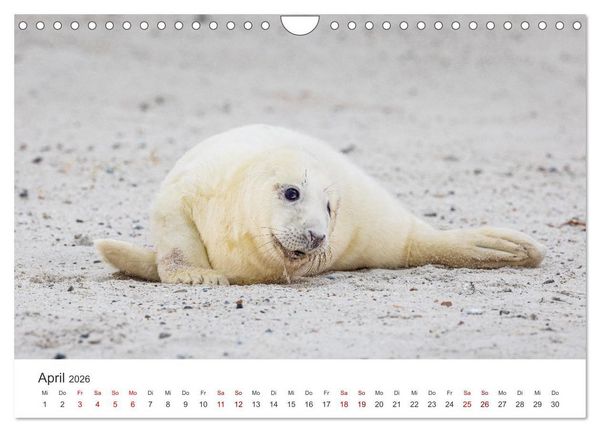 Produktbild: Junge Kegelrobben (Wandkalender 2026 DIN A4 quer), CALVENDO Monatskalender