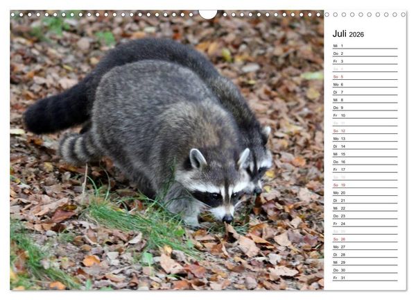 Produktbild: Der kleine R&auml;uber mit Maske - Waschb&auml;ren (Wandkalender 2026 DIN A3 quer), CALVENDO Monatskalender