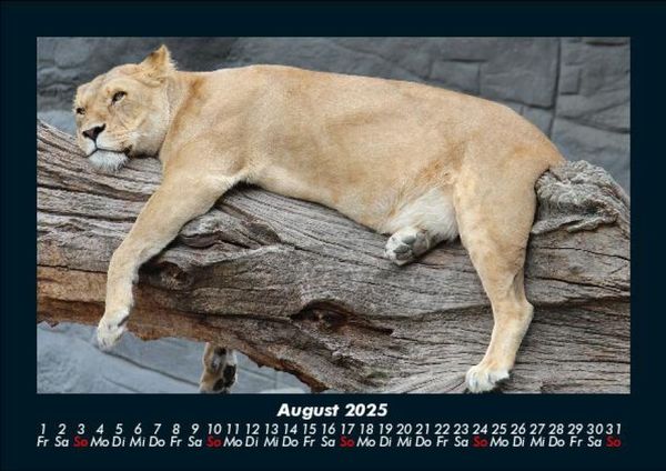 Produktbild: Welt der Tiere 2025 Fotokalender DIN A5