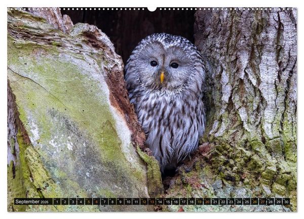 Produktbild: Eulen - Fl&uuml;gel der Nacht (hochwertiger Premium Wandkalender 2026 DIN A2 quer), Kunstdruck in Hochglanz