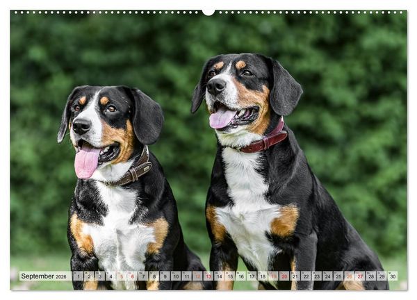 Produktbild: Entlebucher - Temperamentvolle Schweizer Sennenhunde (Wandkalender 2026 DIN A2 quer), CALVENDO Monatskalender
