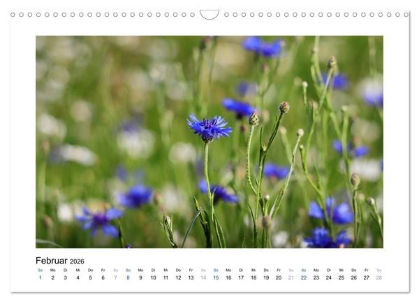Produktbild: Kornblumen - Blaue Sch&ouml;nheiten (Wandkalender 2026 DIN A3 quer), CALVENDO Monatskalender