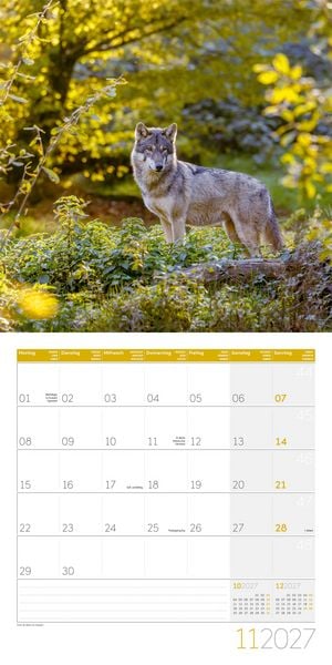 Produktbild: W&ouml;lfe Kalender 2027 - 30x30 - Art12