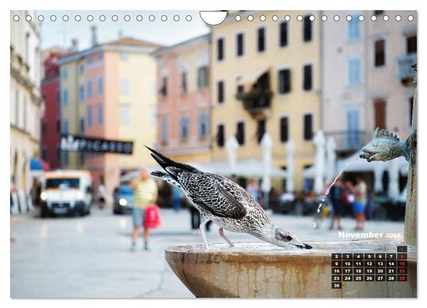 Produktbild: Wie ein Vogel in Rovinj! (Wandkalender 2026 DIN A4 quer), CALVENDO Monatskalender