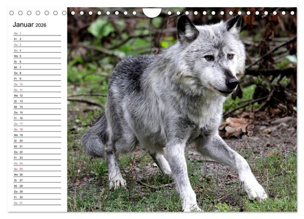 Produktbild: Im Rudel Zuhause - Der Wolf (Wandkalender 2026 DIN A4 quer), CALVENDO Monatskalender