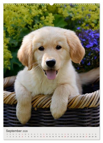 Produktbild: Hundewelpen (hochwertiger Premium Wandkalender 2026 DIN A2 hoch), Kunstdruck in Hochglanz