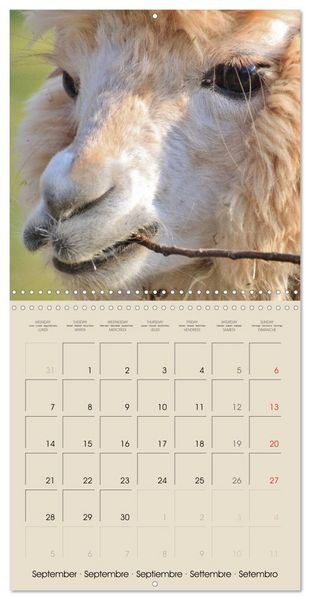Produktbild: Alpacas & Llamas (Wall Calendar 2026 12 &times; 12 Inch) CALVENDO 12 Month Wall Calendar