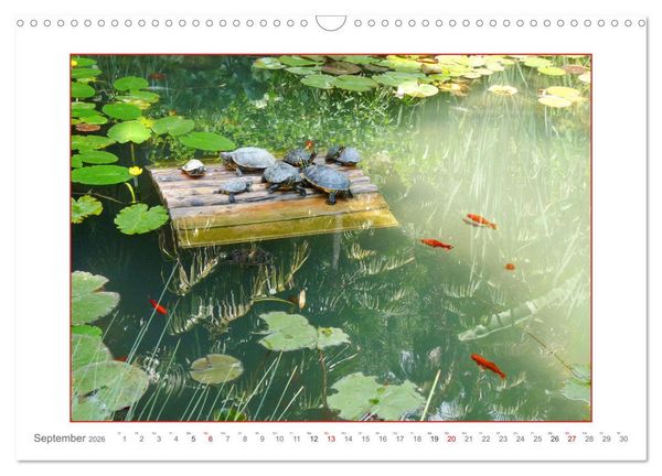 Produktbild: Sanfte Natur (Wandkalender 2026 DIN A3 quer), CALVENDO Monatskalender