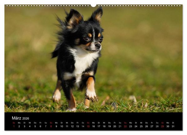 Produktbild: Chihuahua - Kleine Hunde ganz gro&szlig; (hochwertiger Premium Wandkalender 2026 DIN A2 quer), Kunstdruck in Hochglanz