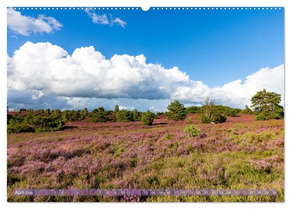 Produktbild: Im Bl&uuml;tenrausch der L&uuml;neburger Heide (Wandkalender 2026 DIN A2 quer), CALVENDO Monatskalender