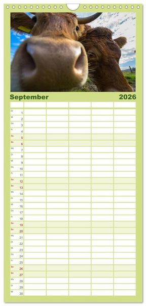 Produktbild: Familienplaner 2026 - Kuhckst du? mit 5 Spalten (Wandkalender, 21 x 45 cm) CALVENDO