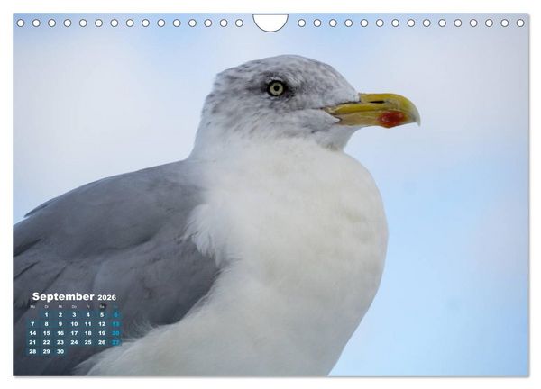 Produktbild: M&ouml;wen frech und witzig (Wandkalender 2026 DIN A4 quer), CALVENDO Monatskalender