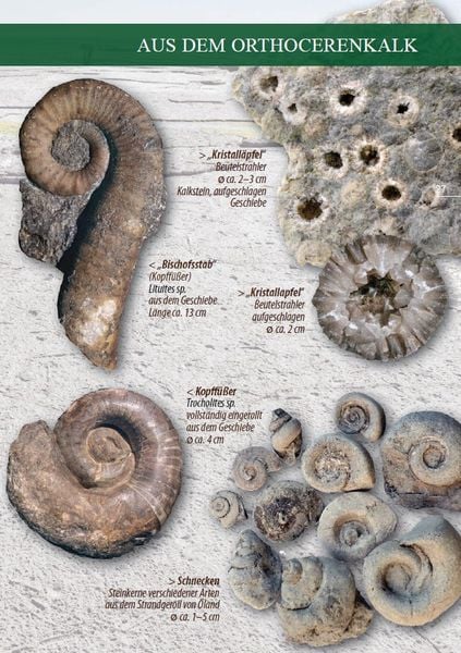 Produktbild: Fossilien am Ostseestrand