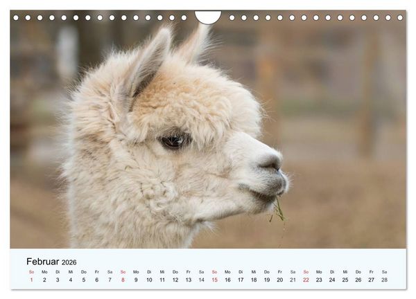 Produktbild: Die Kameliden. H&uuml;bsche Kamele, Lamas und Alpakas (Wandkalender 2026 DIN A4 quer), CALVENDO Monatskalender