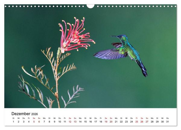 Produktbild: Kolibris - Flugk&uuml;nstler im Regenwald (Wandkalender 2026 DIN A3 quer), CALVENDO Monatskalender