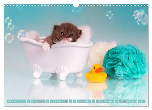 Produktbild: Katzenkinder - Britisch Kurzhaar (Wandkalender 2026 DIN A3 quer), CALVENDO Monatskalender