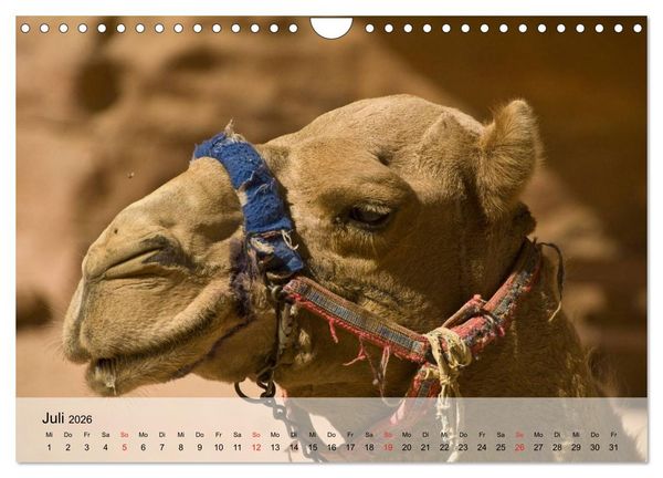 Produktbild: Kamele in der W&uuml;stensonne (Wandkalender 2026 DIN A4 quer), CALVENDO Monatskalender