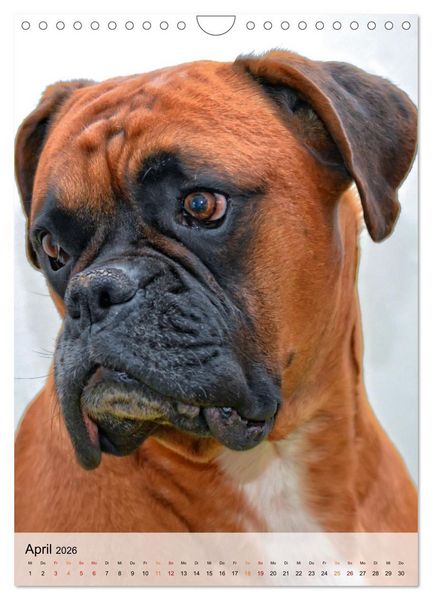 Produktbild: Hunde - treu und ehrlich (Wandkalender 2026 DIN A4 hoch), CALVENDO Monatskalender