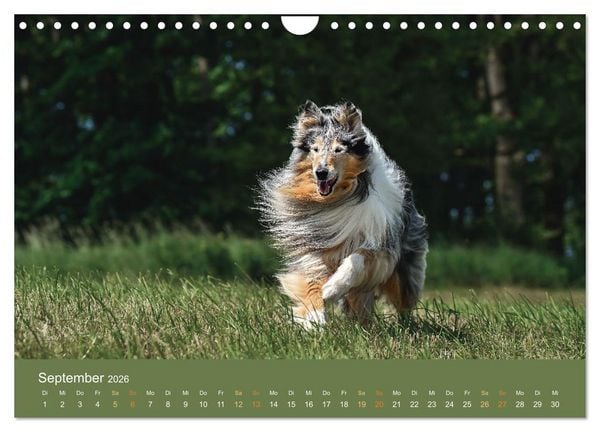 Produktbild: Fantastische Collies - Sieger der Herzen (Wandkalender 2026 DIN A4 quer), CALVENDO Monatskalender