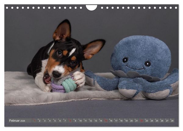Produktbild: Der Basenji (Wandkalender 2026 DIN A4 quer), CALVENDO Monatskalender