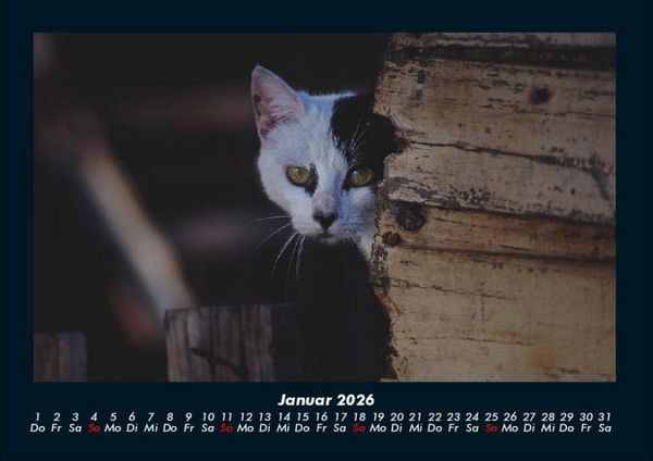Produktbild: Welt der Tiere 2026 Fotokalender DIN A4