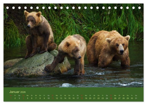 Produktbild: Der B&auml;renkalender 2026 CH-Version (Tischkalender 2026 DIN A5 quer), CALVENDO Monatskalender