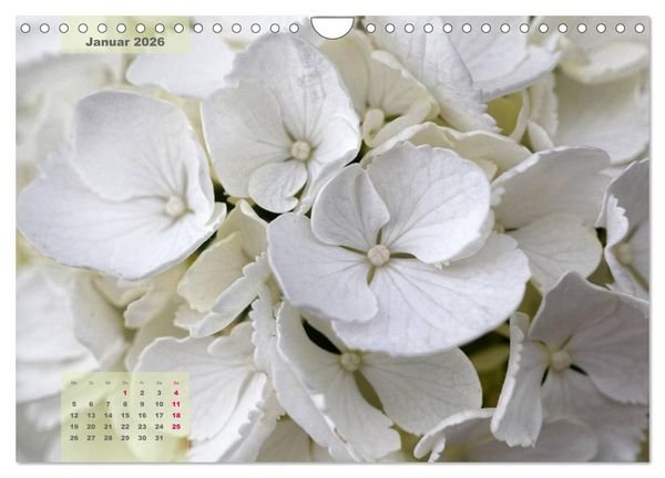 Produktbild: Himmlische Hortensien (Wandkalender 2026 DIN A4 quer), CALVENDO Monatskalender